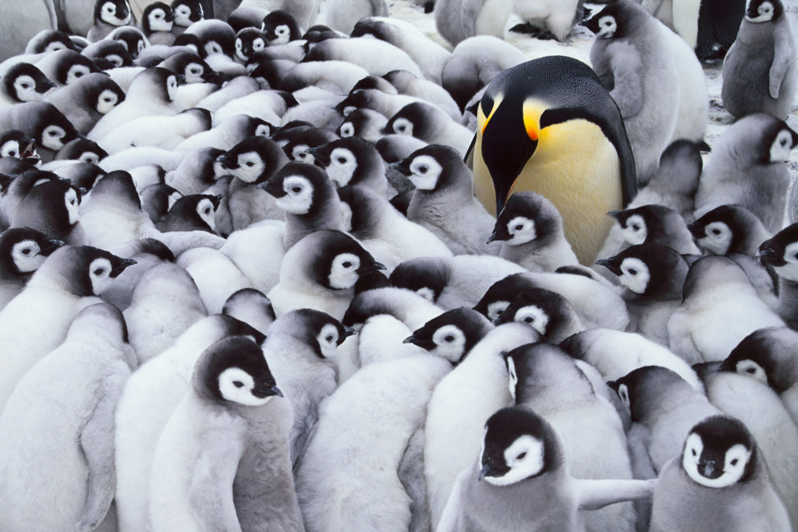 Emperor penguin parent with chicks, Antarctica