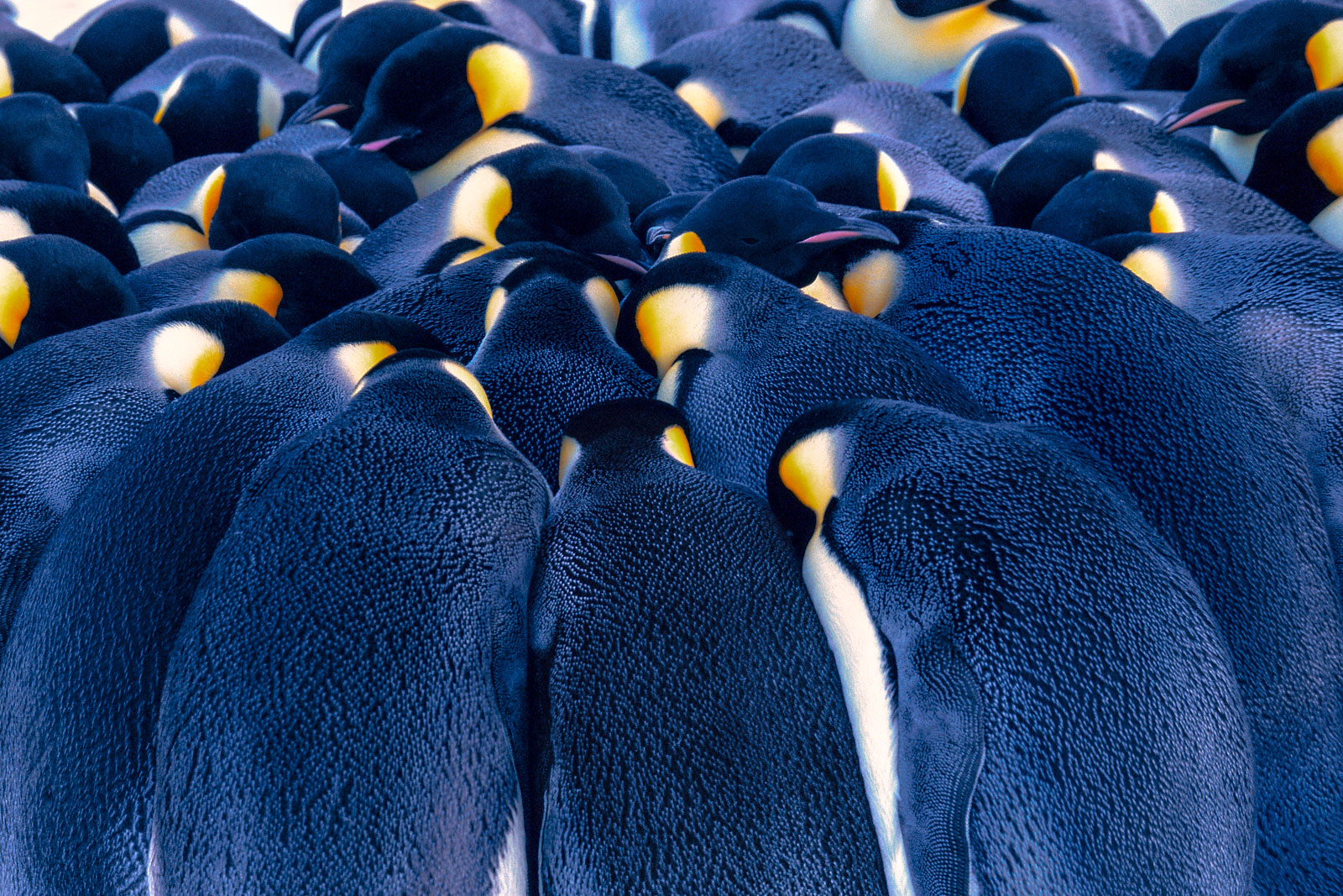 Emperor penguins huddling, Weddell Sea, Antarctica