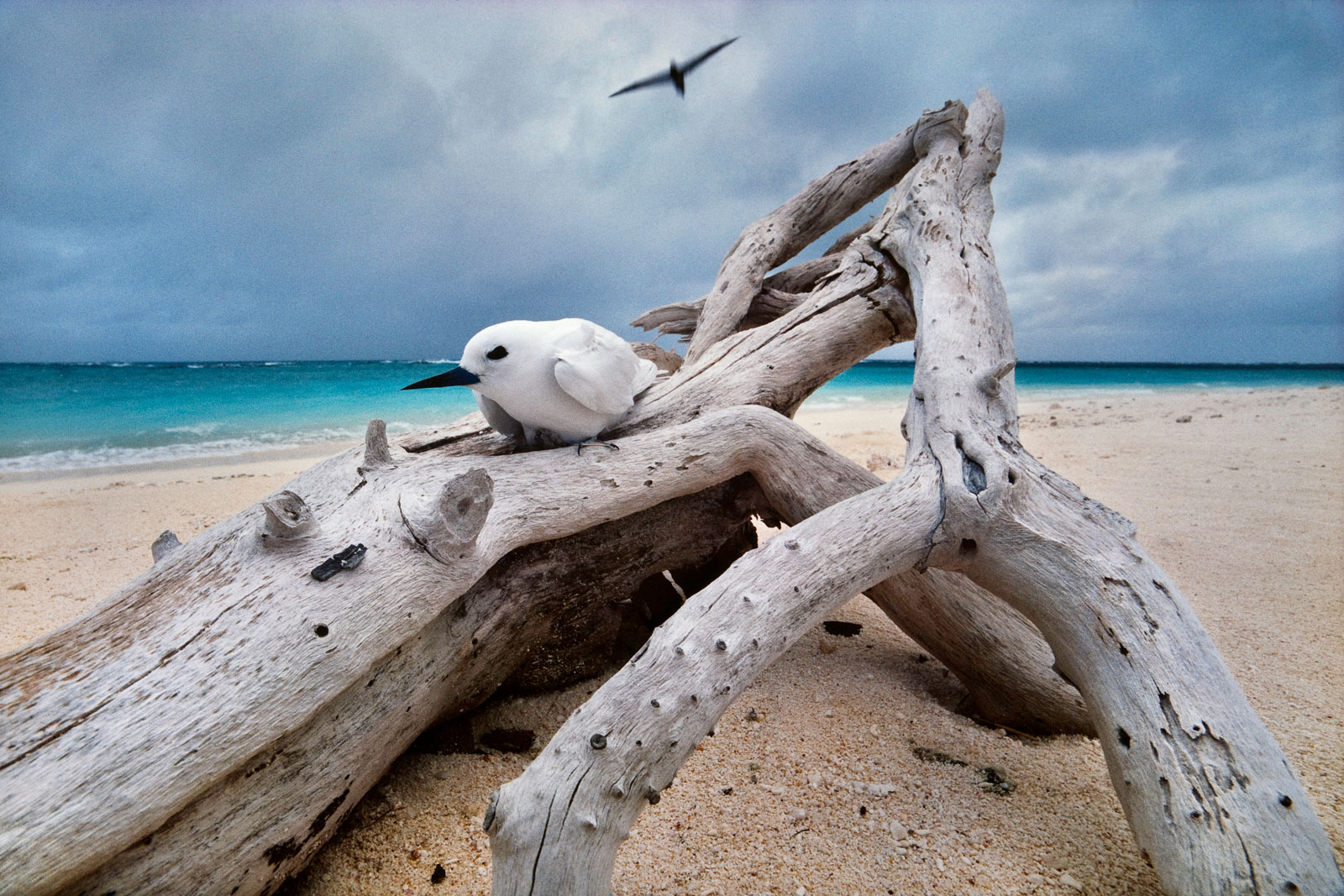 Fairy tern on driftwood nest, Hawaiian Leeward Islands