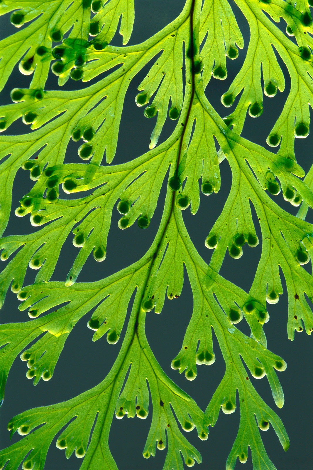 Filmy fern, Westland National Park, New Zealand