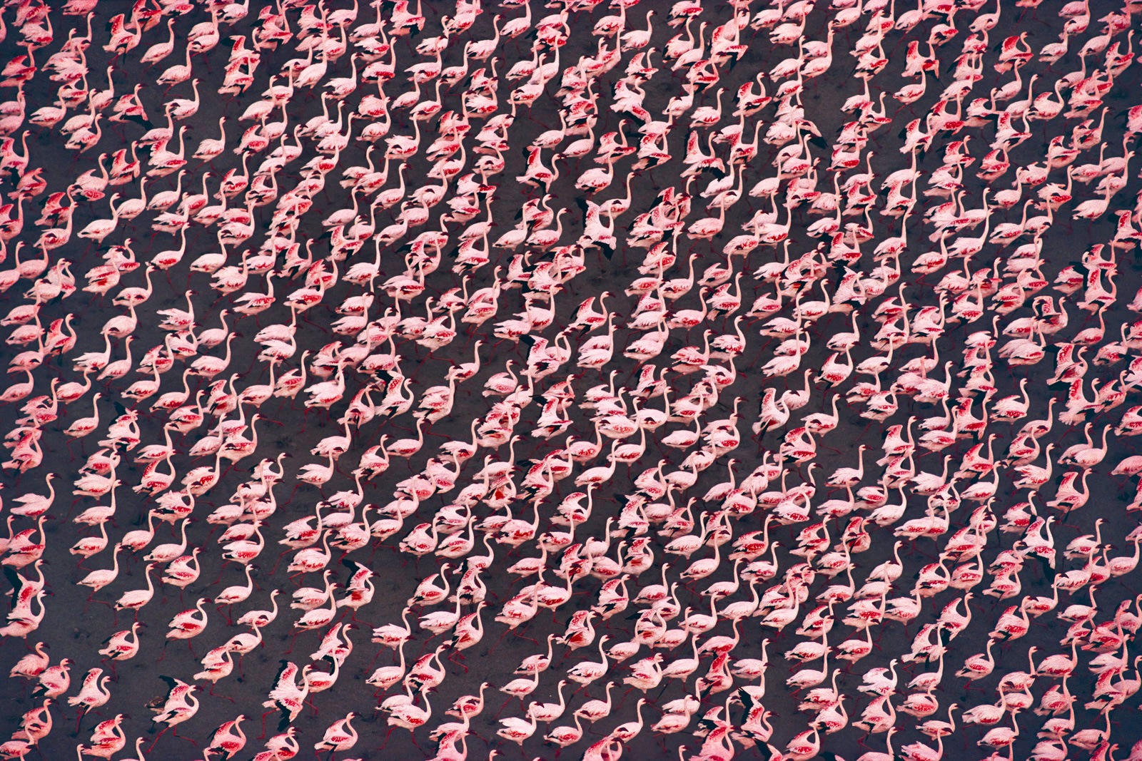 Greater flamingos, Makgadikgadi Pans, Botswana