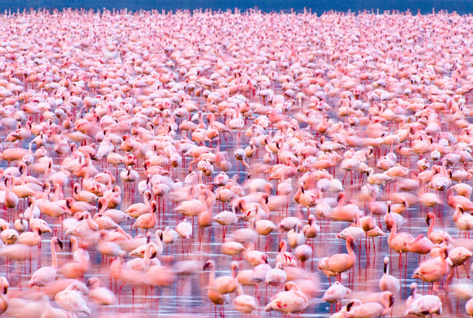 Lesser flamingos, Lake Nakuru National Park, Kenya
