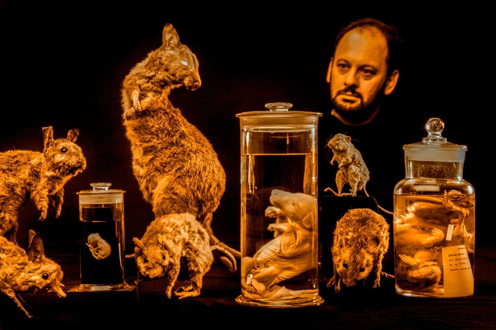 Dr. Tim Flannery with specimens of extinct marsupials, Australian Museum, Sydney, Australia