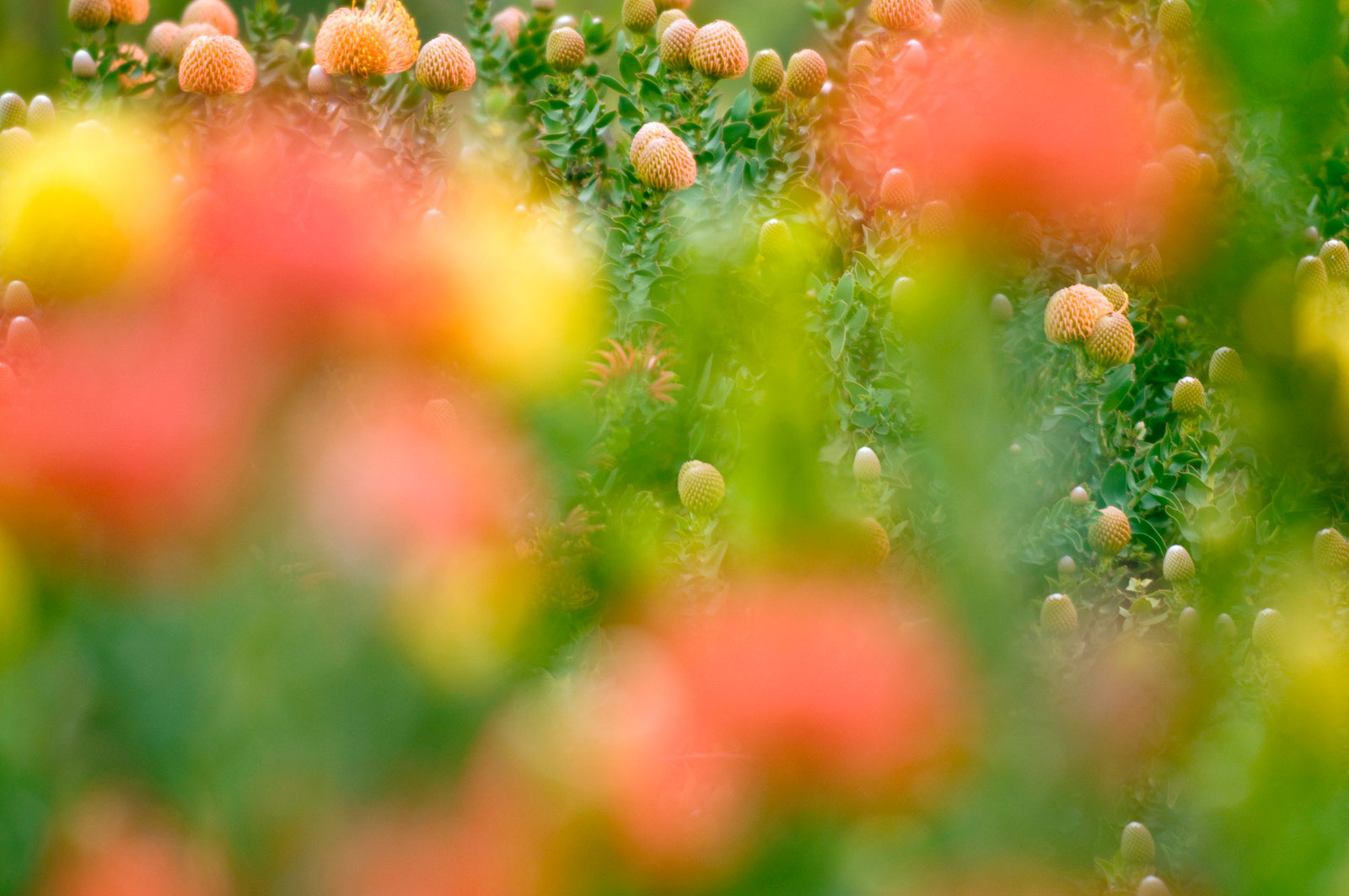 Mediterranean plants blooming, UCSC Arboretum, Santa Cruz, California