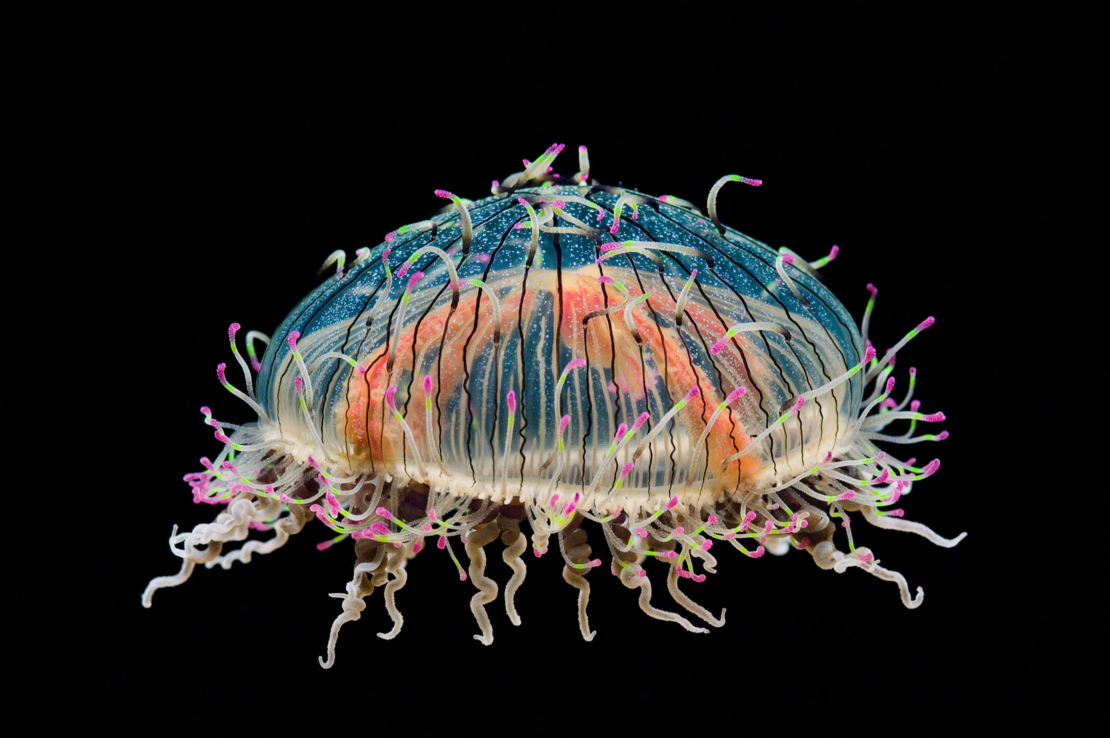 Flower Hat jelly, Monterey Bay Aquarium, California, USA