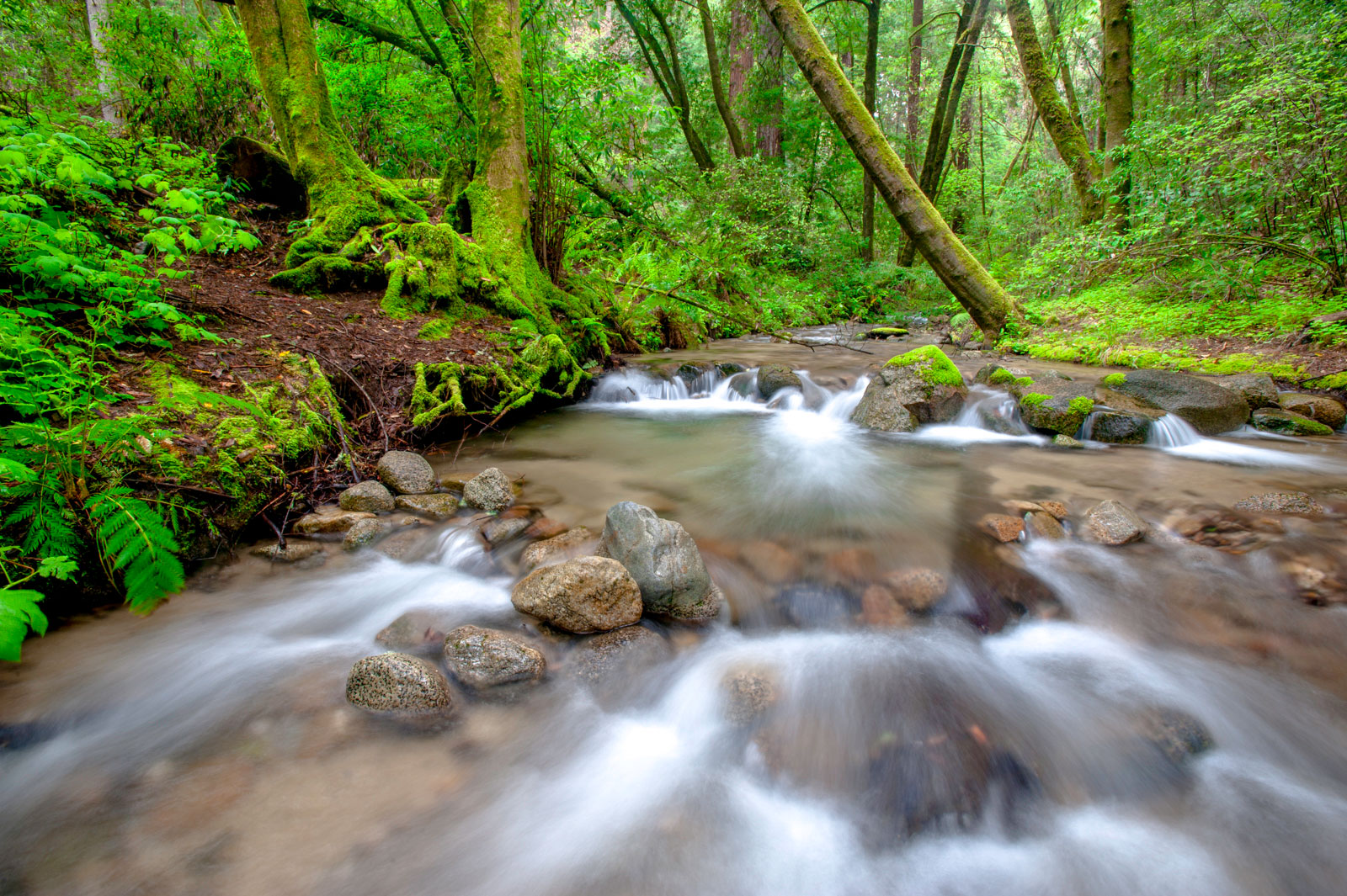 Flowing creek, Henry Cowell State Park, Monterey Bay, California,USA