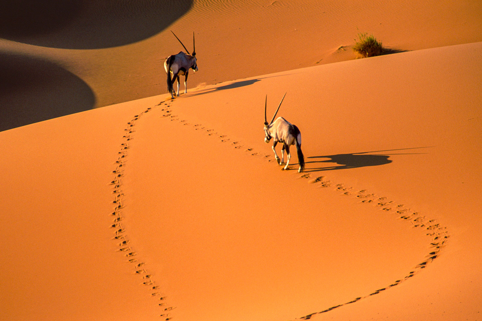 Gemsbok in sand dunes, Namib-Naukluft National Park, Namibia