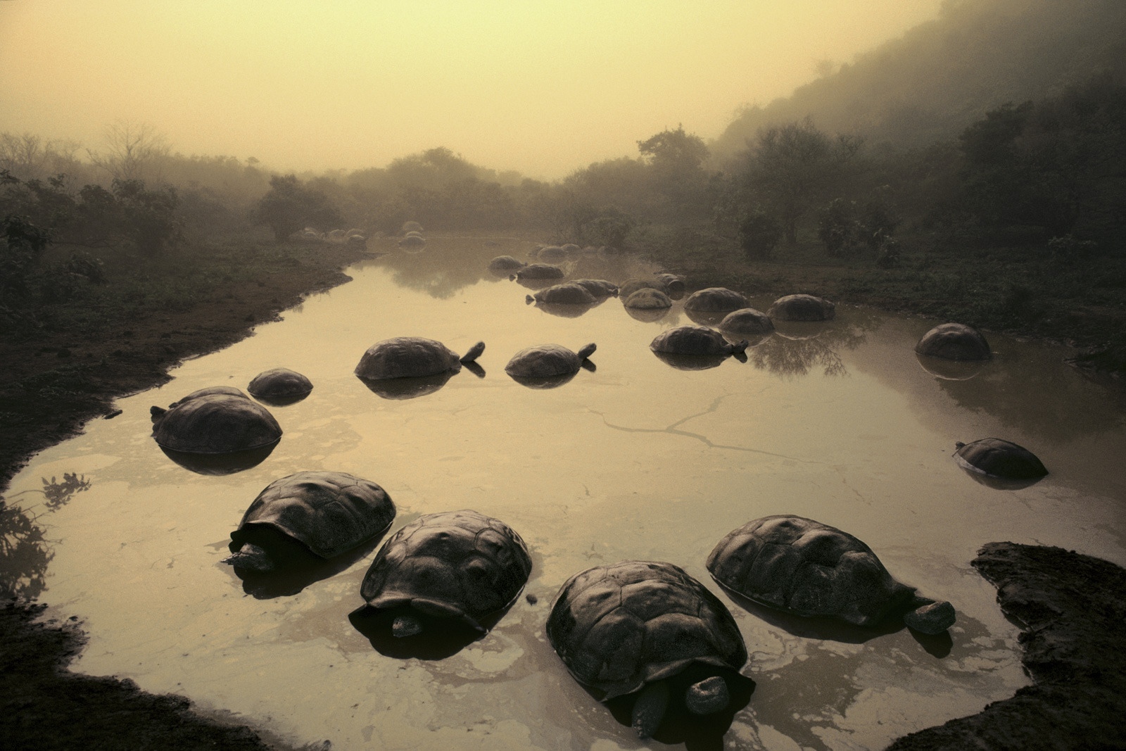 Giant tortoises in pond, Alcedo Volcano, Galapagos Islands