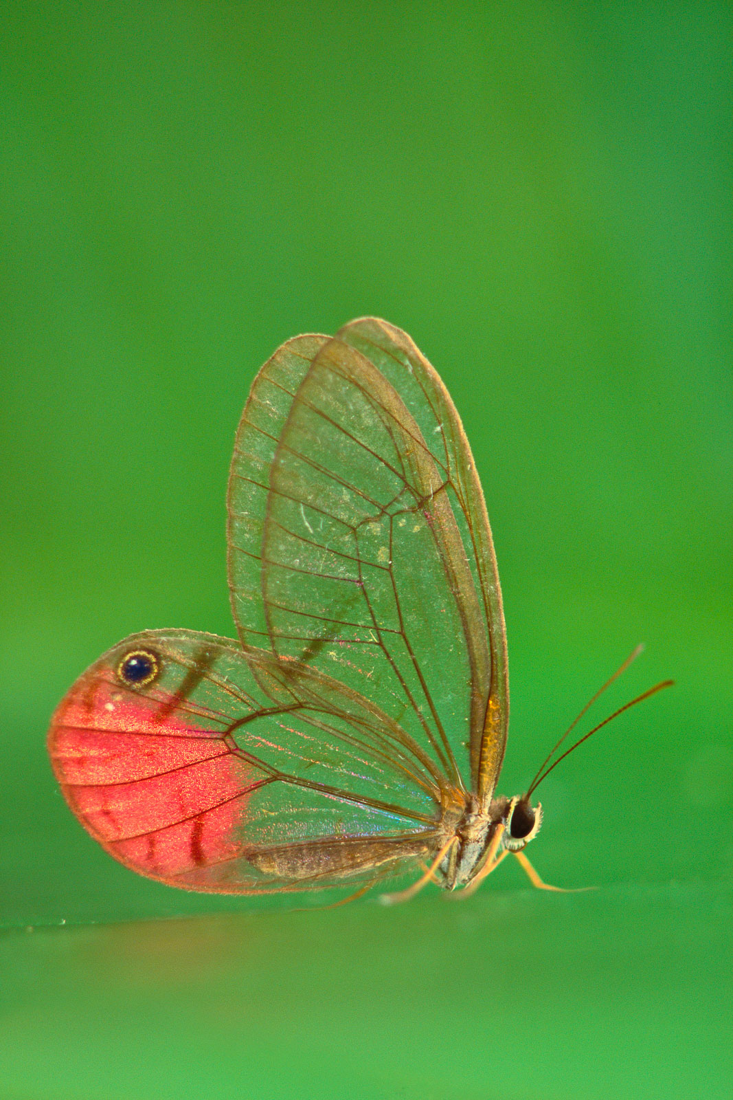 Glass-wing butterfly, Manu National Park, Peru