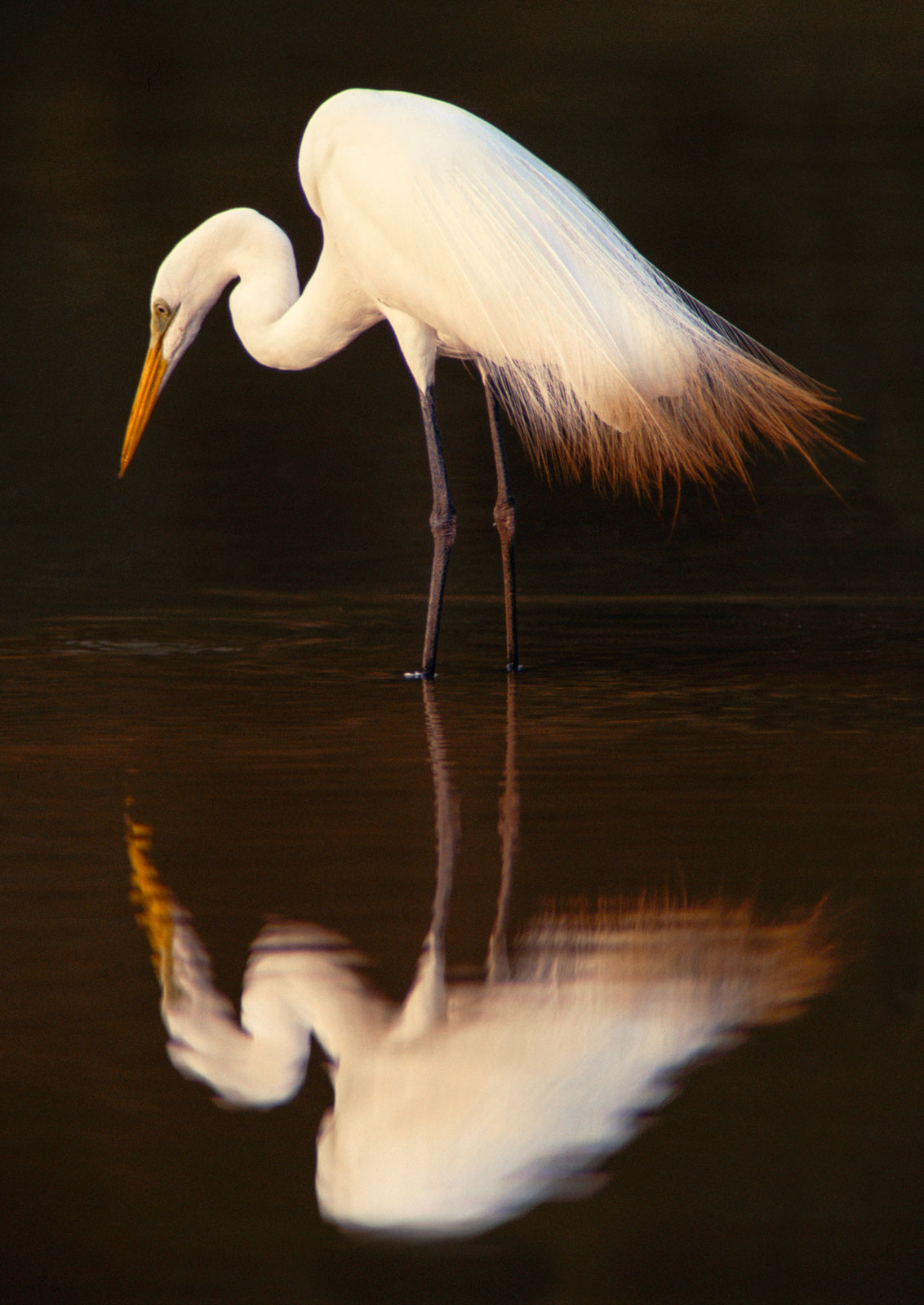 Great egret in lagoon, Pantanal, Brazil