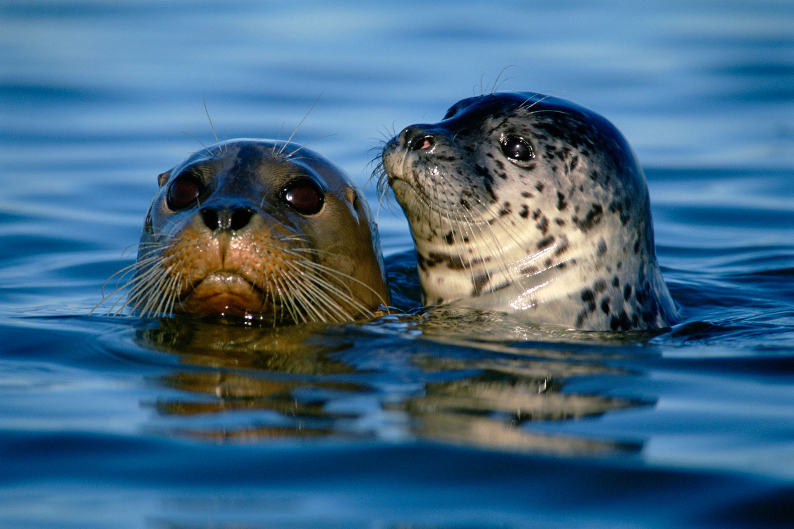 Harbor seals, Monterey Bay, California, USA