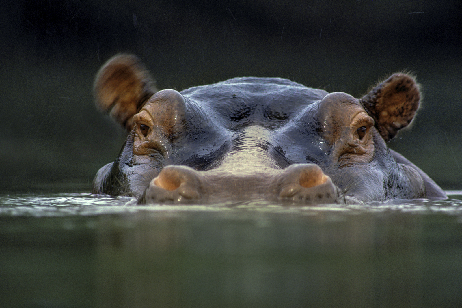 Hippopotamus surfacing, Garamba National Park, Congo (DRC)