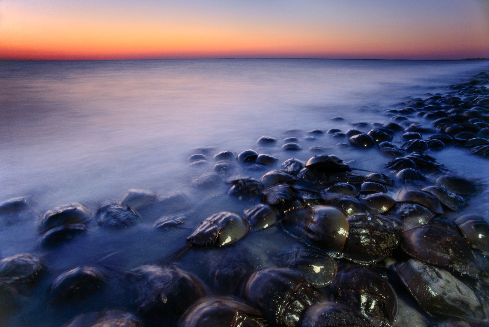 Horseshoe crabs spawning at dusk, Delaware Bay, New Jersey, USA