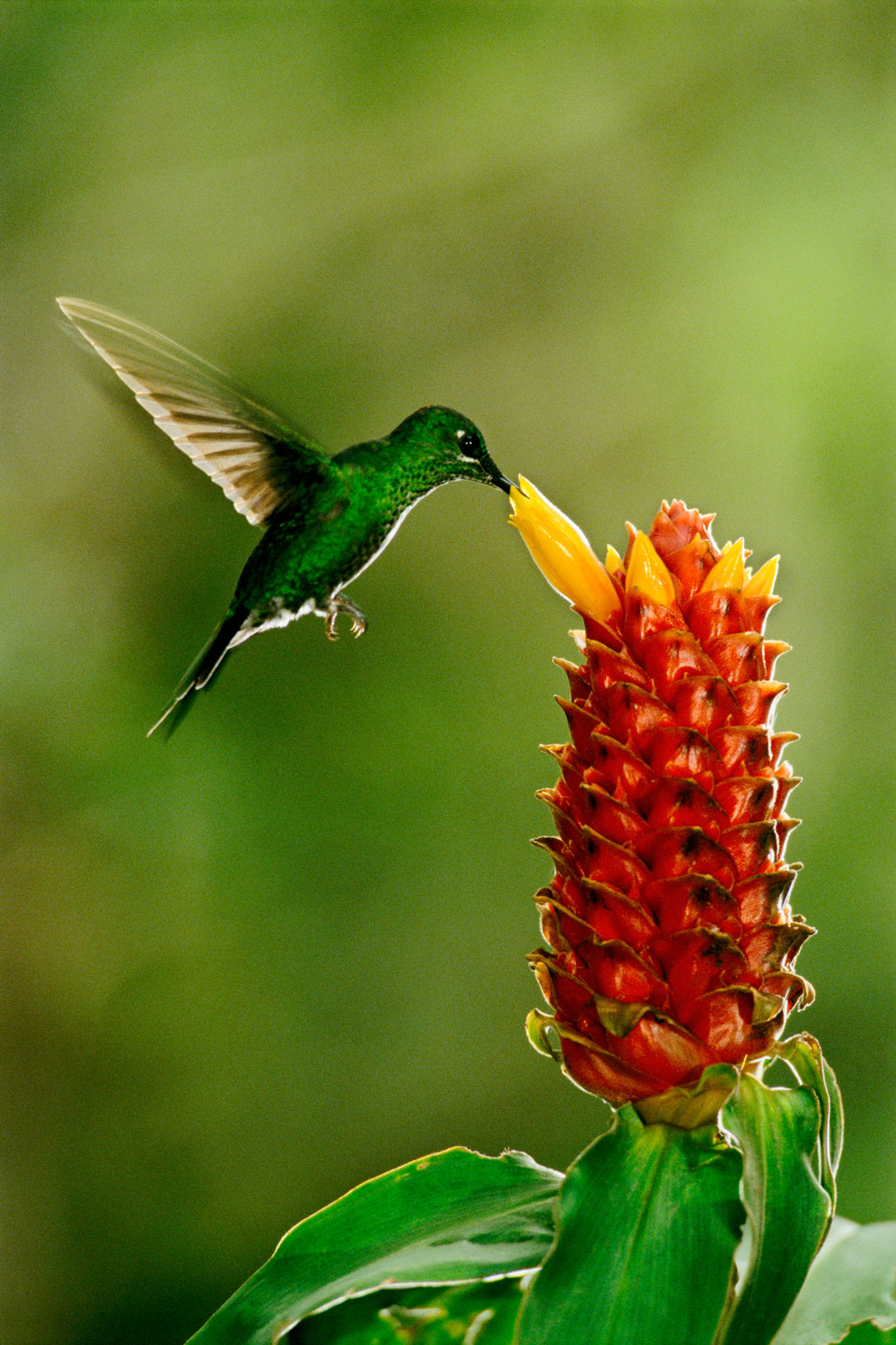 Green-crowned brilliant hummingbird feeding on ginger flower, Monteverde Cloud Forest Reserve, Costa Rica