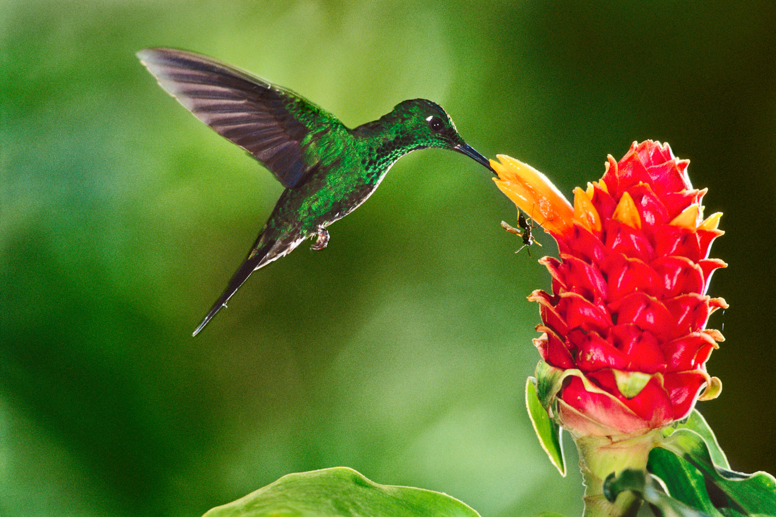 Green-crowned brilliant hummingbird feeding on ginger torch, Monteverde Cloud Forest Preserve, Costa Rica