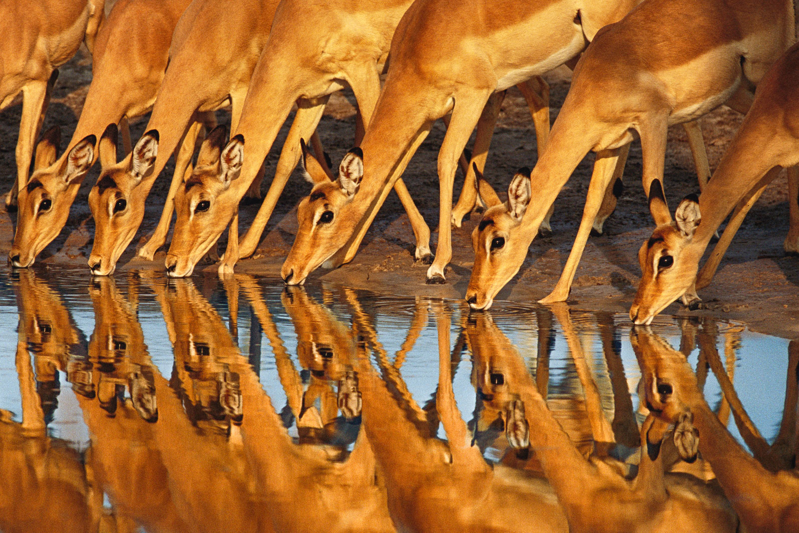 Impalas drinking, Chobe National Park, Botswana