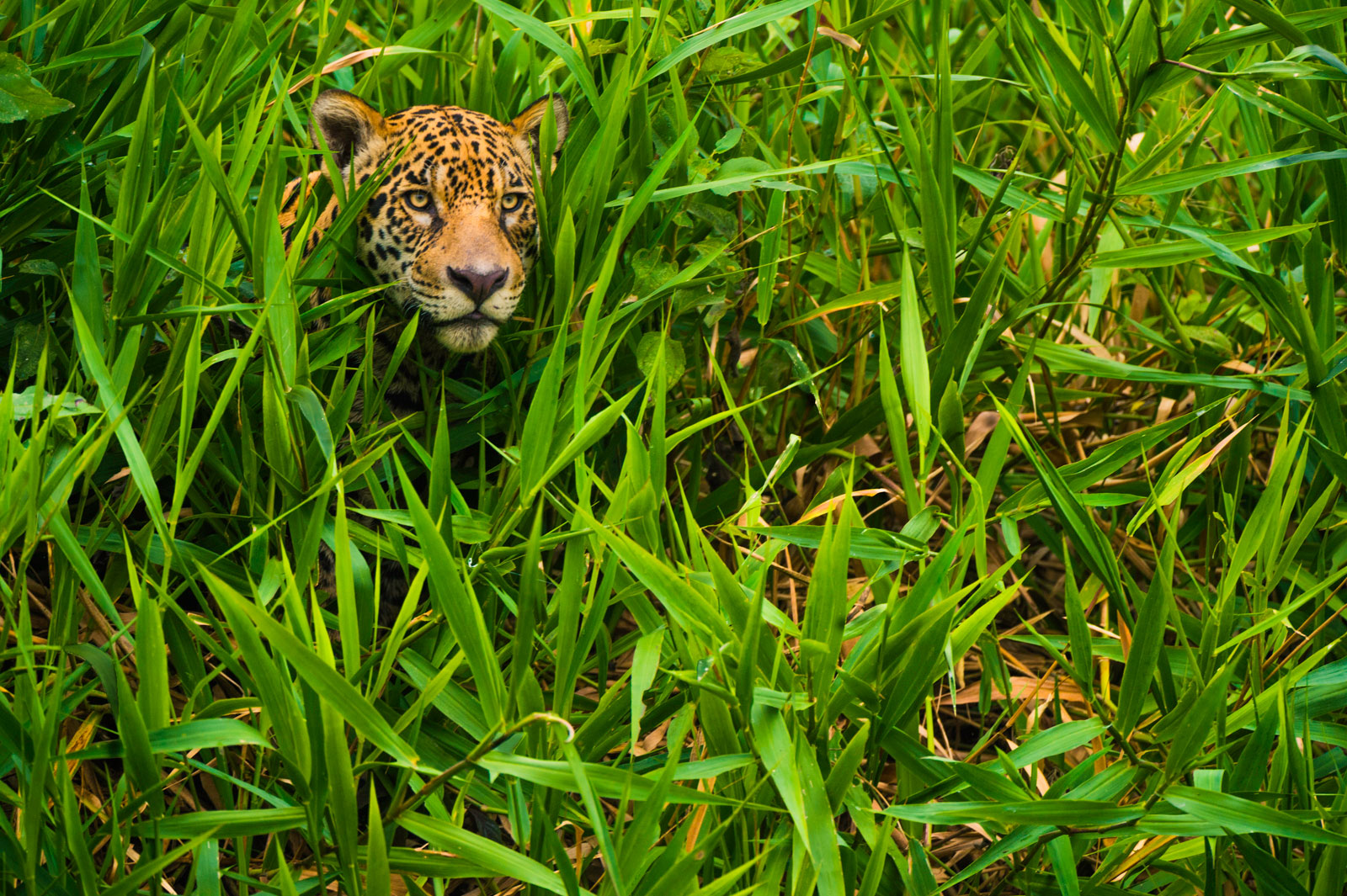 Jaguar hunting, Pantanal, Brazil