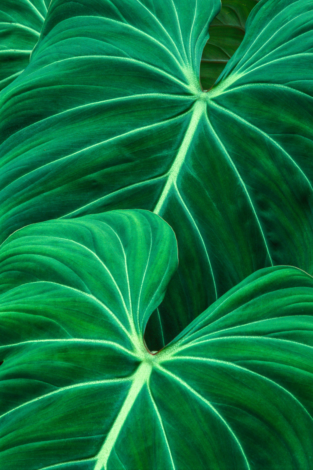 Jungle foliage, Atlantic Forest, Brazil