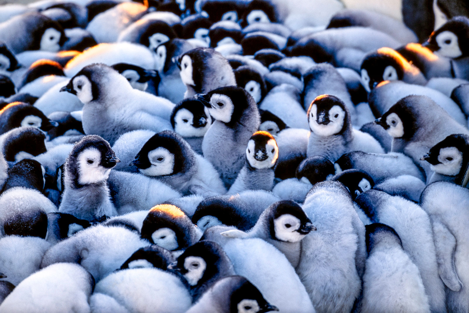 Emperor penguin chicks huddling, Antarctica