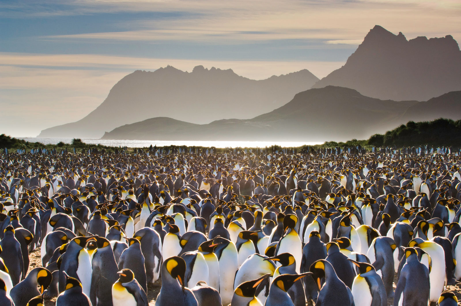 King penguin colony, South Georgia Island