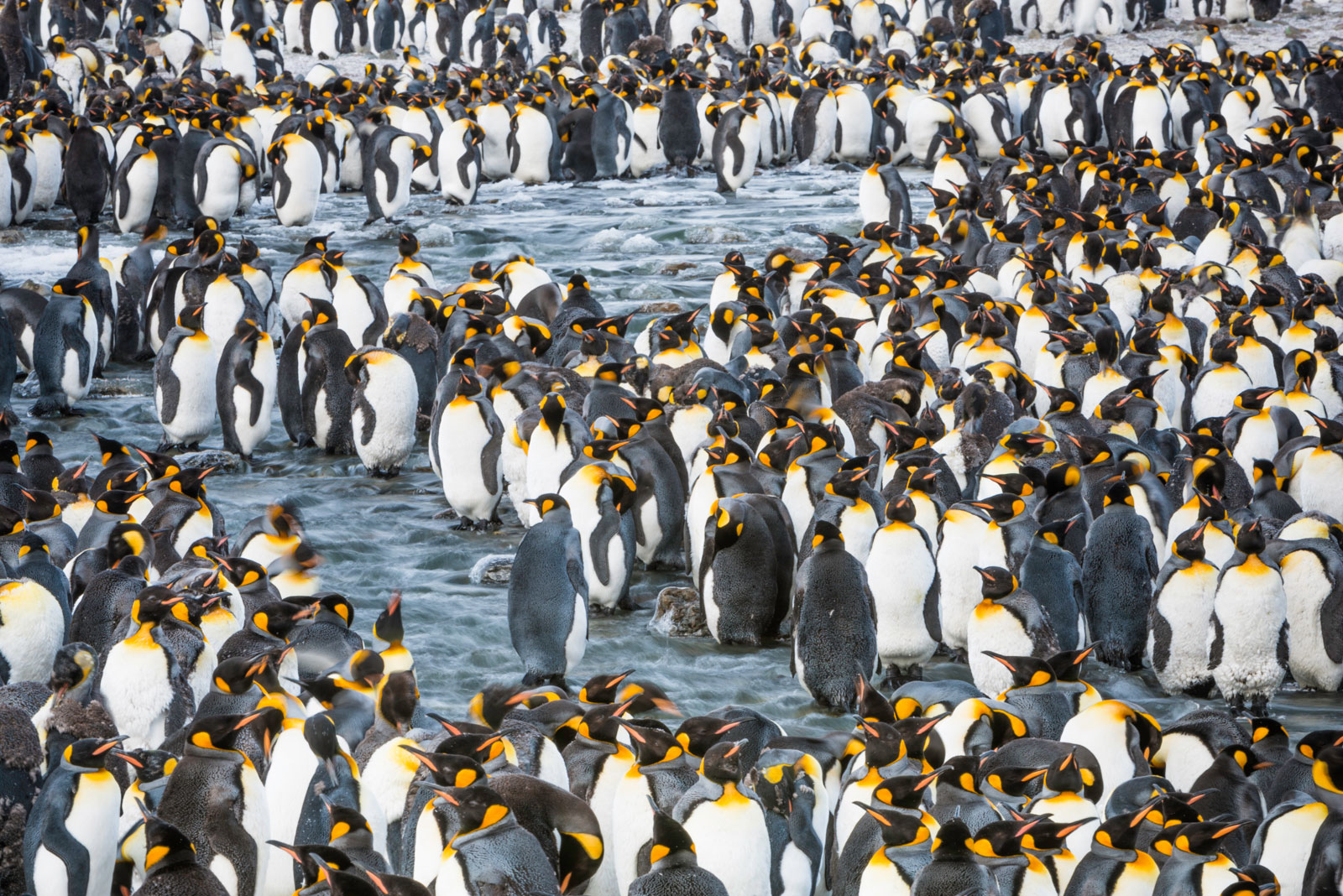 King Penguin colony, St. Andrews Bay, South Georgia Island, Antarctica