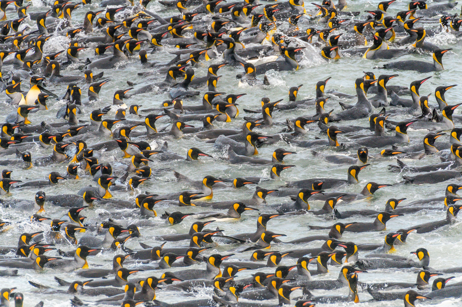 King Penguins swimming, St. Andrews Bay, South Georgia Island