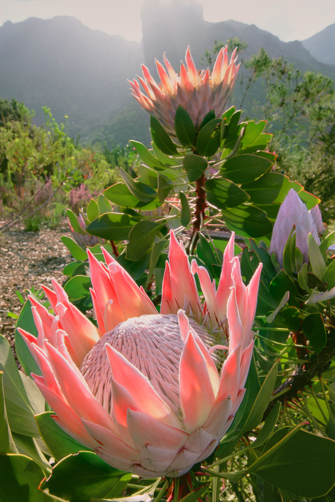 King protea, Kirstenbosch National Botanical Garden, Cape Town, South Africa