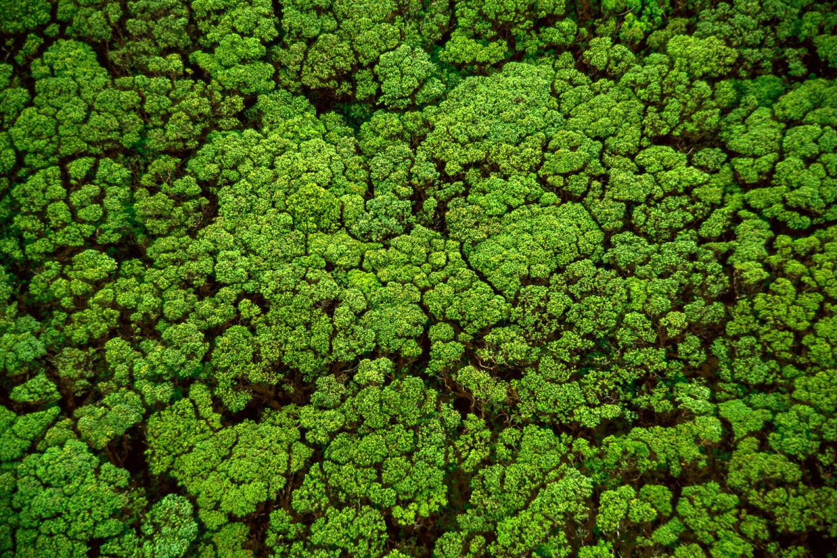 Frans Lanting Studio | Jungles