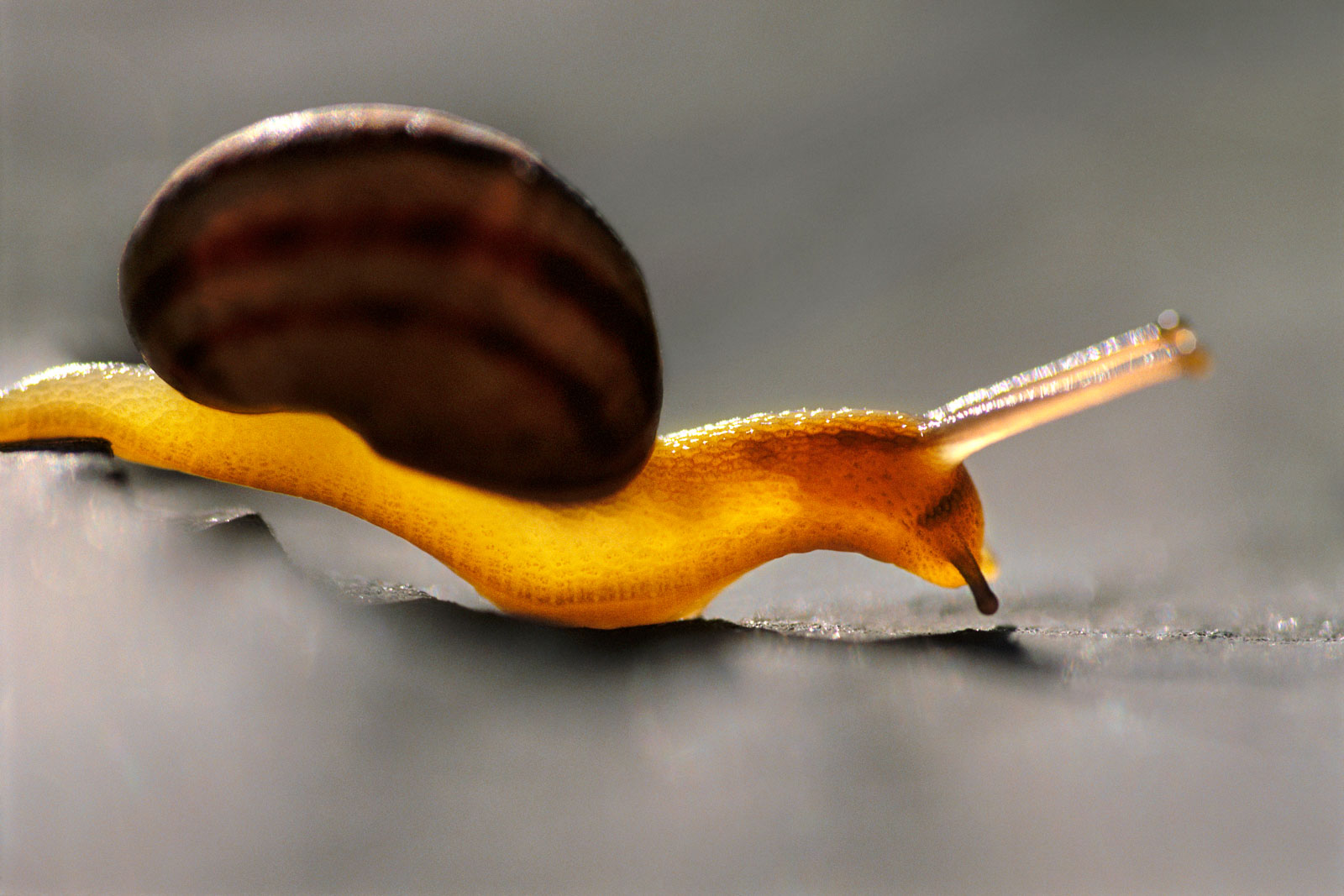 Land snail, Monterey Bay, California, USA