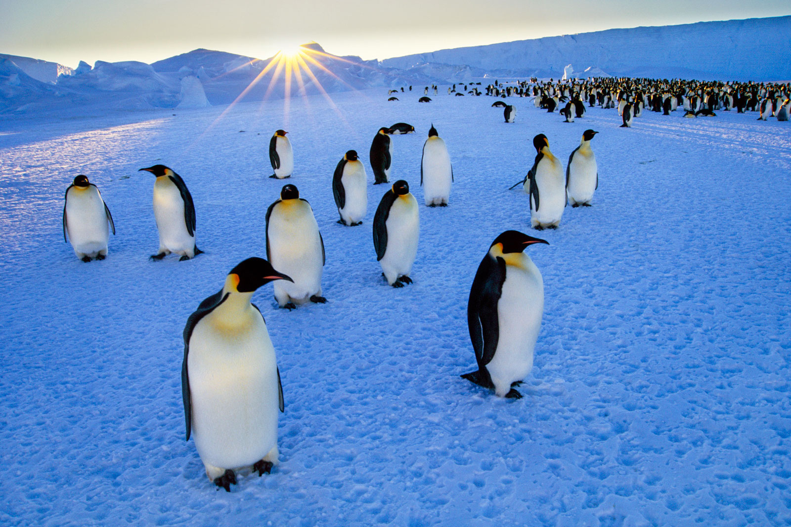 Emperor penguins and setting sun, Weddell Sea, Antarctica