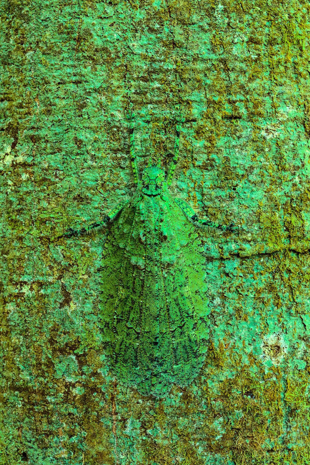 Lichen-mimic katydid camouflaged on tree, Sabah, Borneo
