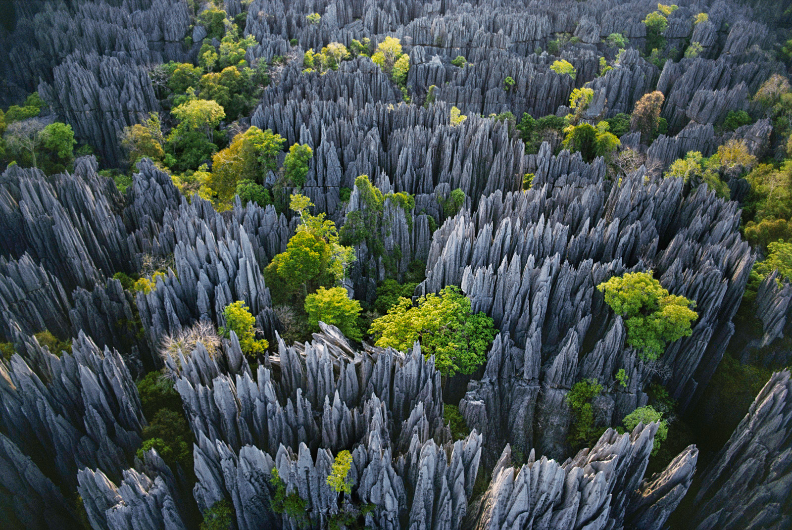 Eroded limestone pinnacles, Bemaraha National Park, Madagascar