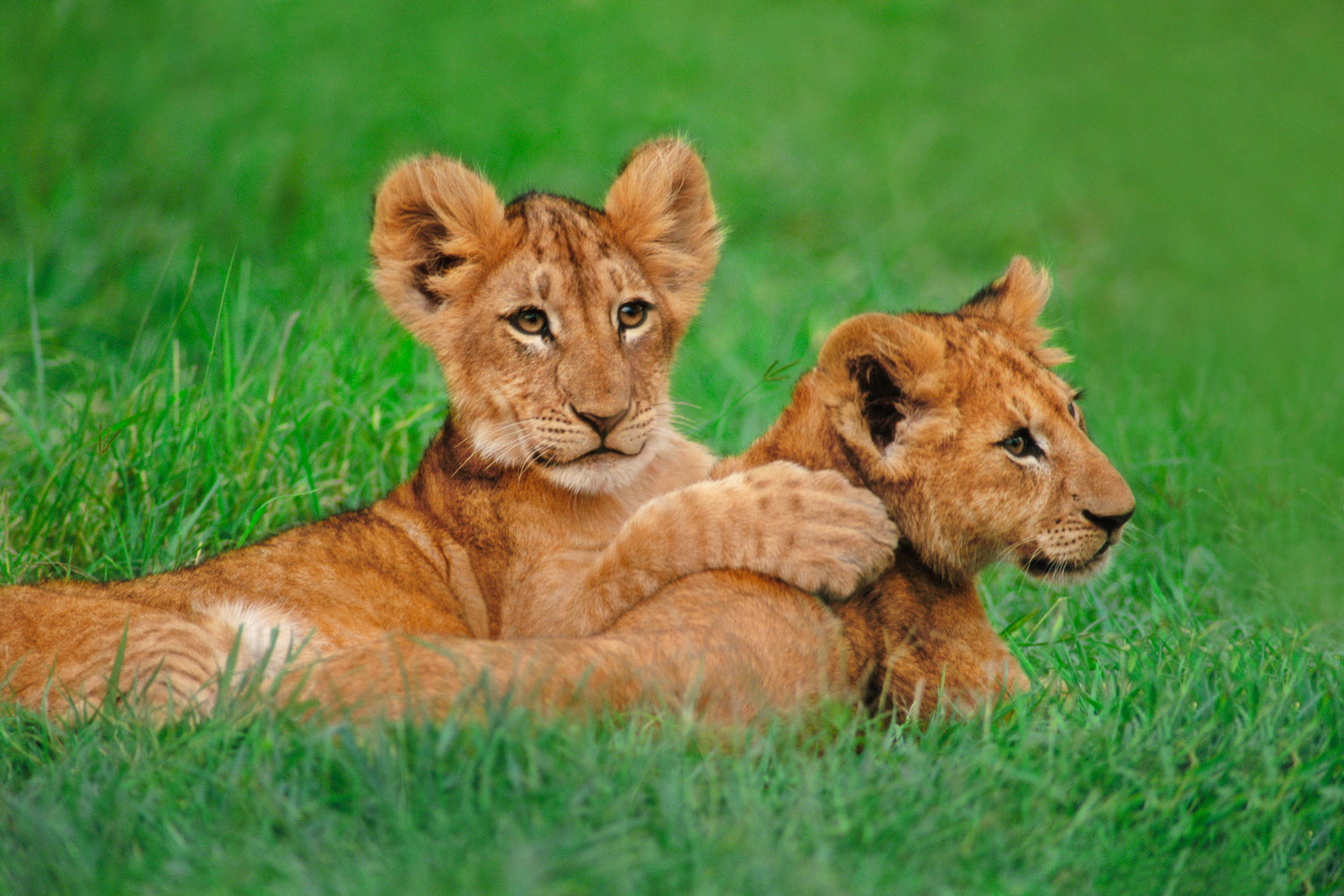 Lion cubs playing, Masai Mara National Reserve, Kenya