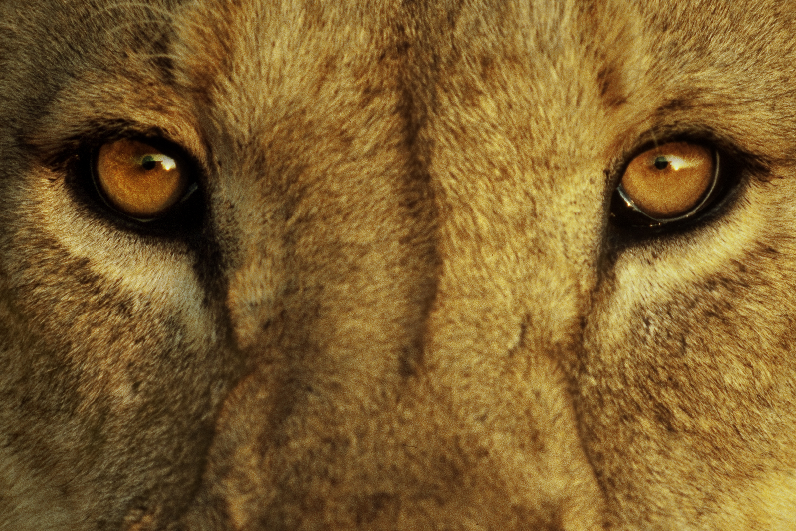 Lion face, Ngorongoro Conservation Area, Tanzania
