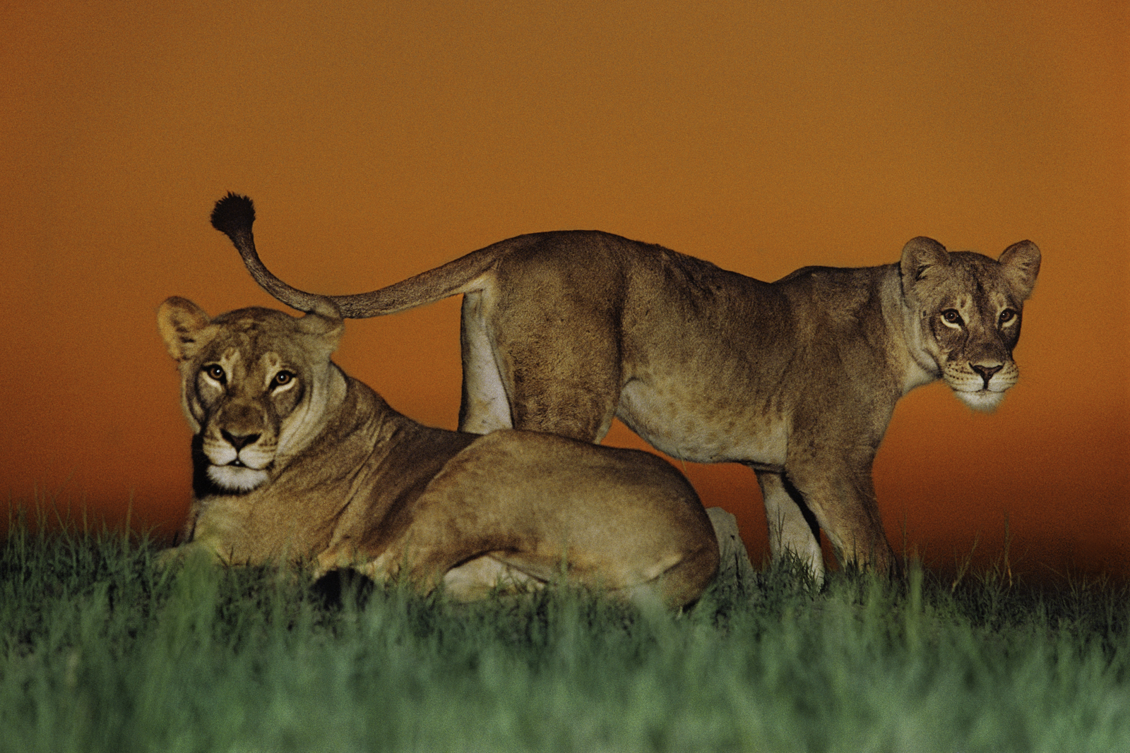 Lionesses alerted, Chobe National Park, Botswana