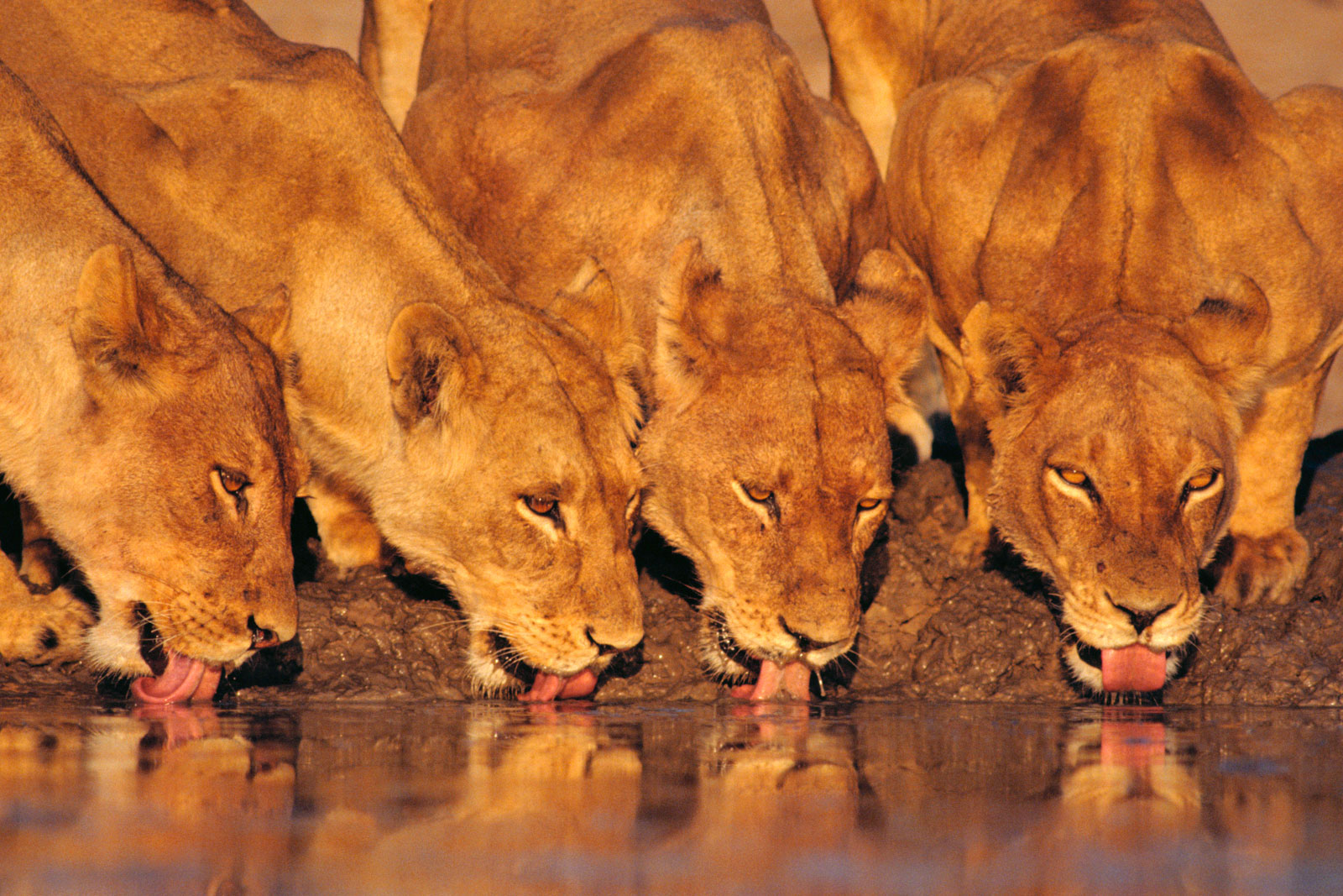 Lionesses drinking at waterhole, Chobe National Park, Botswana