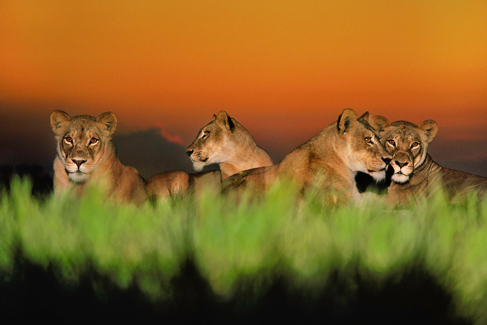 Lionesses at twilight, Chobe National Park, Botswana