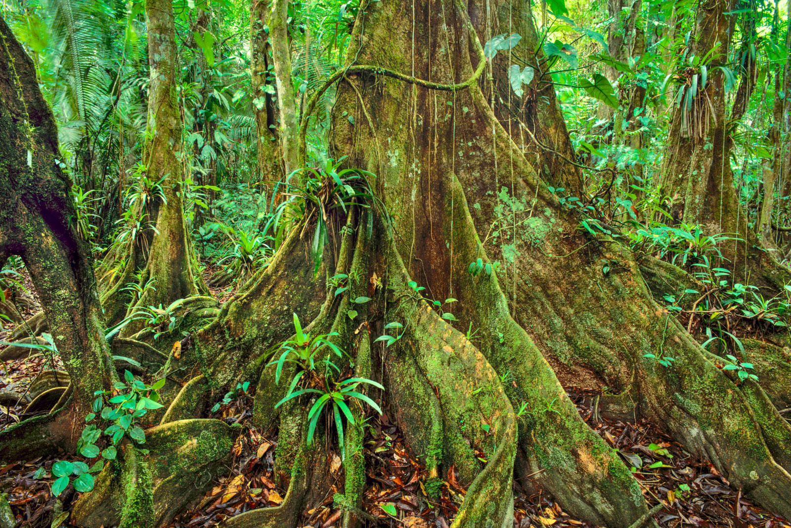 Lowland rainforest, Cockscomb Basin, Belize