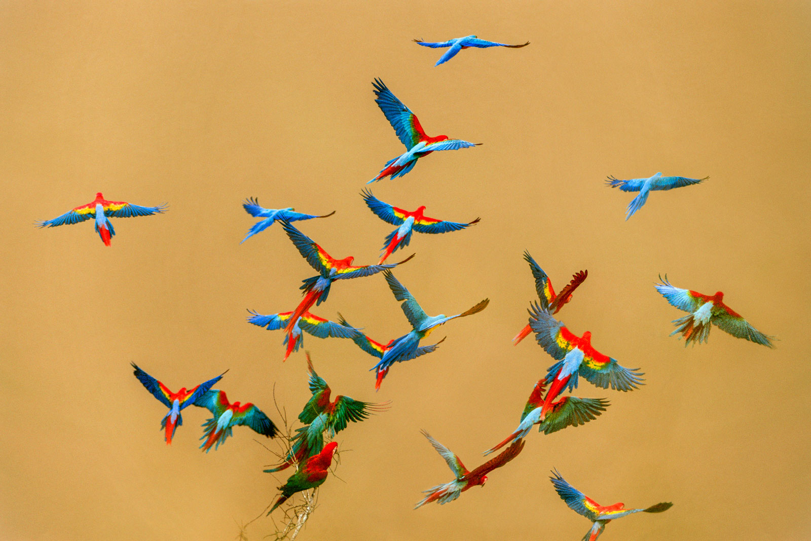 Macaws over river, Tambopata National Reserve, Peru