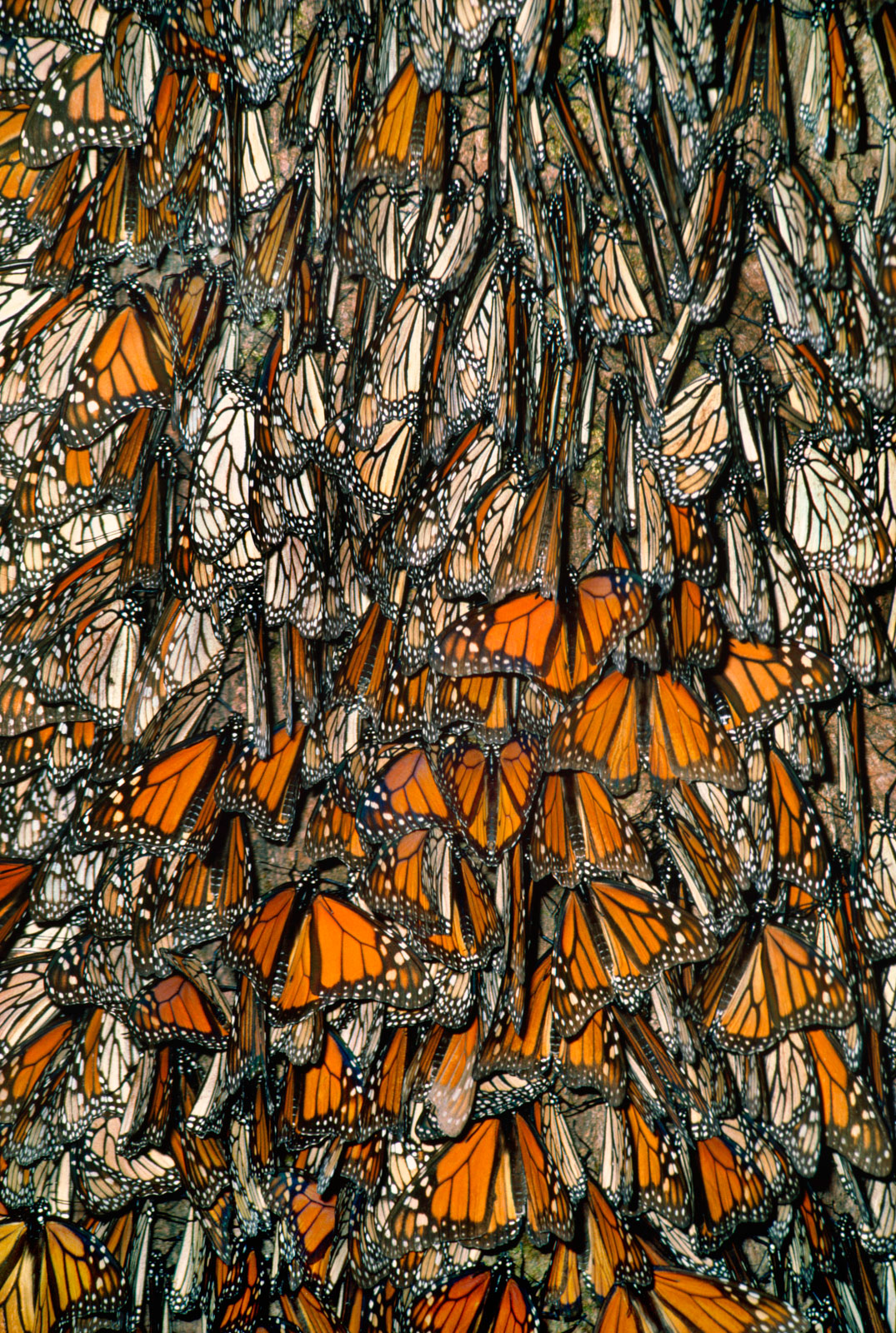 Monarch butterflies, Monterey Bay, California, USA