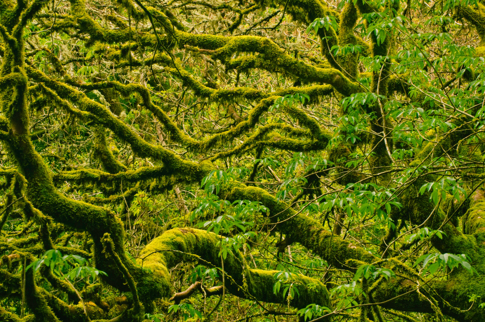 Moss-covered trees, Scott Creek, Monterey Bay, California