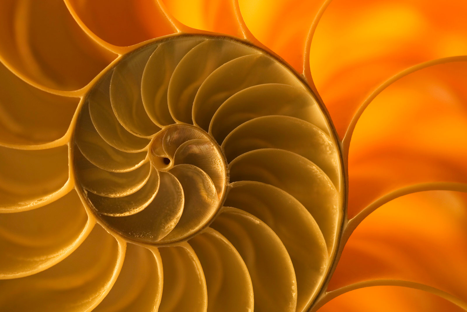 Nautilus shell, South Pacific Ocean