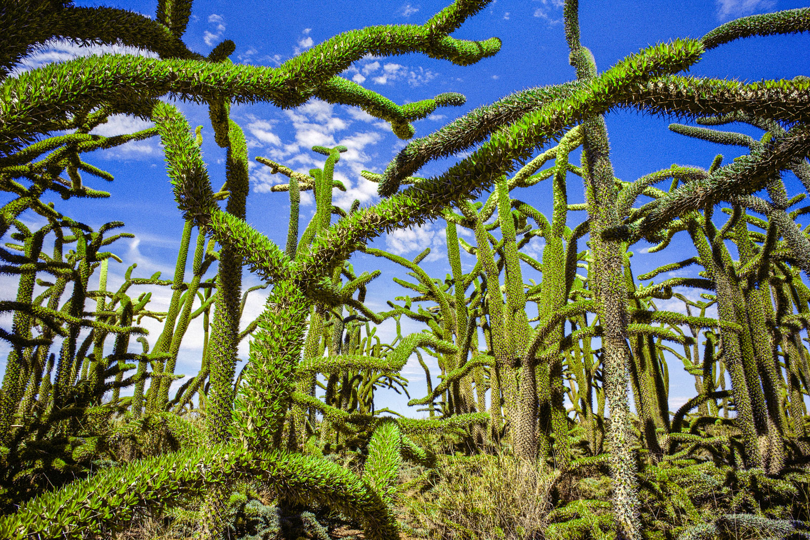 Octopus trees in spiny desert, Southern Madagascar