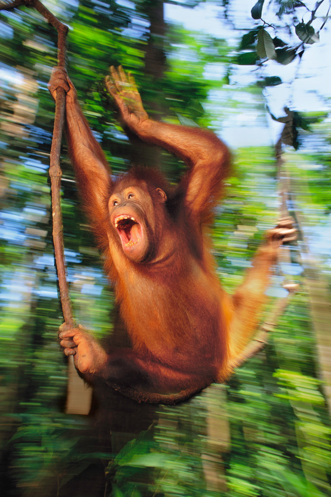Juvenile orangutan swinging, Sepilok Reserve, Sabah, Borneo