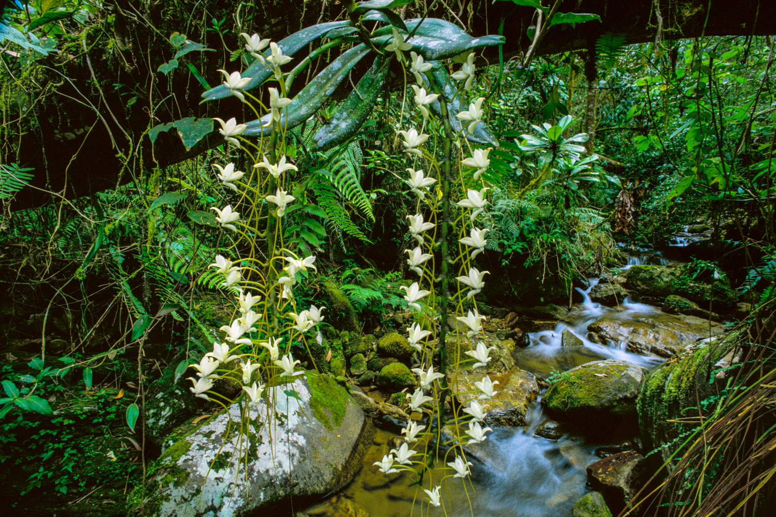 Orchids in rainforest, Ranomafana National Park, Madagascar