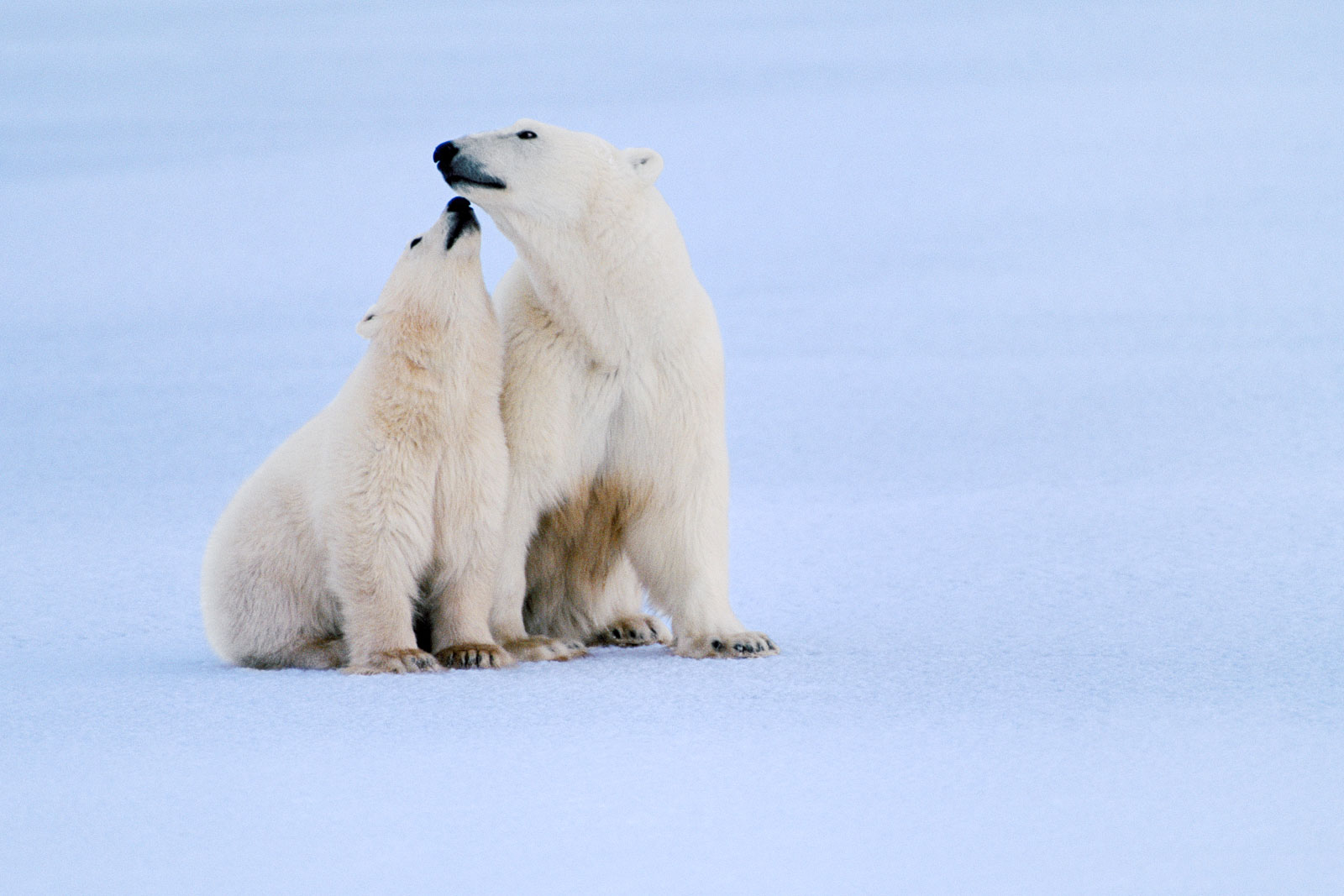 Polar bear mother and cub, Hudson Bay, Canada