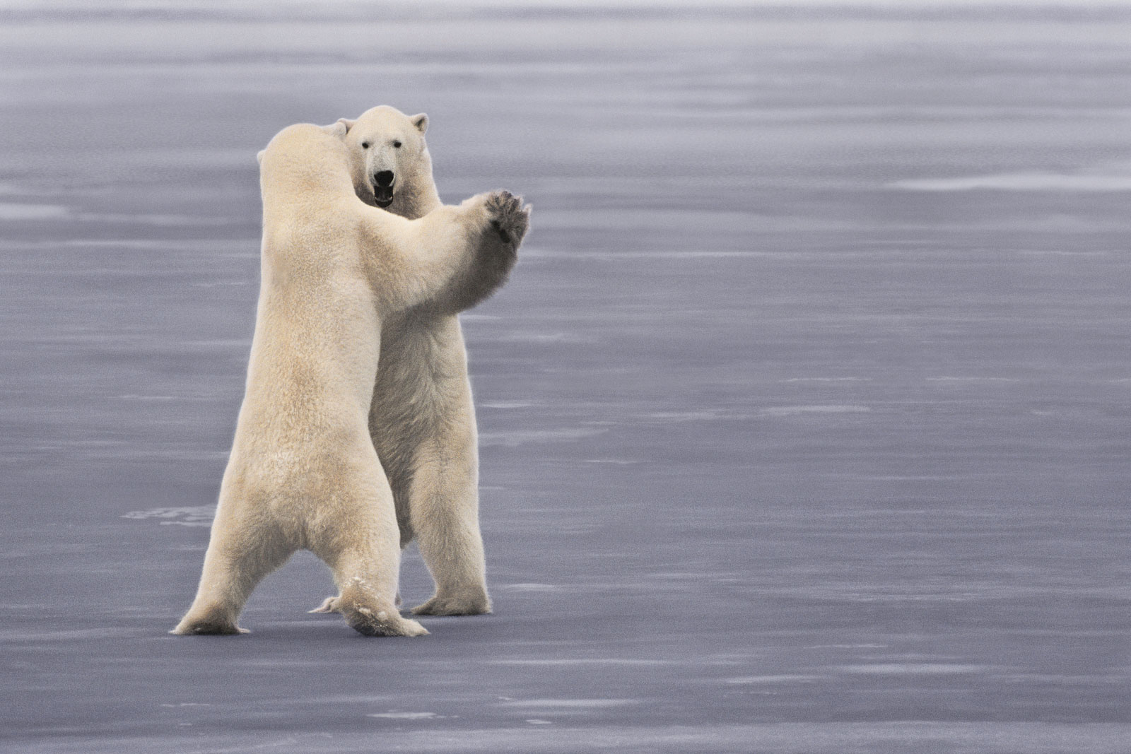 Dance bear com. Белый медведь. Медведь танцует. Белый медведь смешной. Танцующий белый медведь.