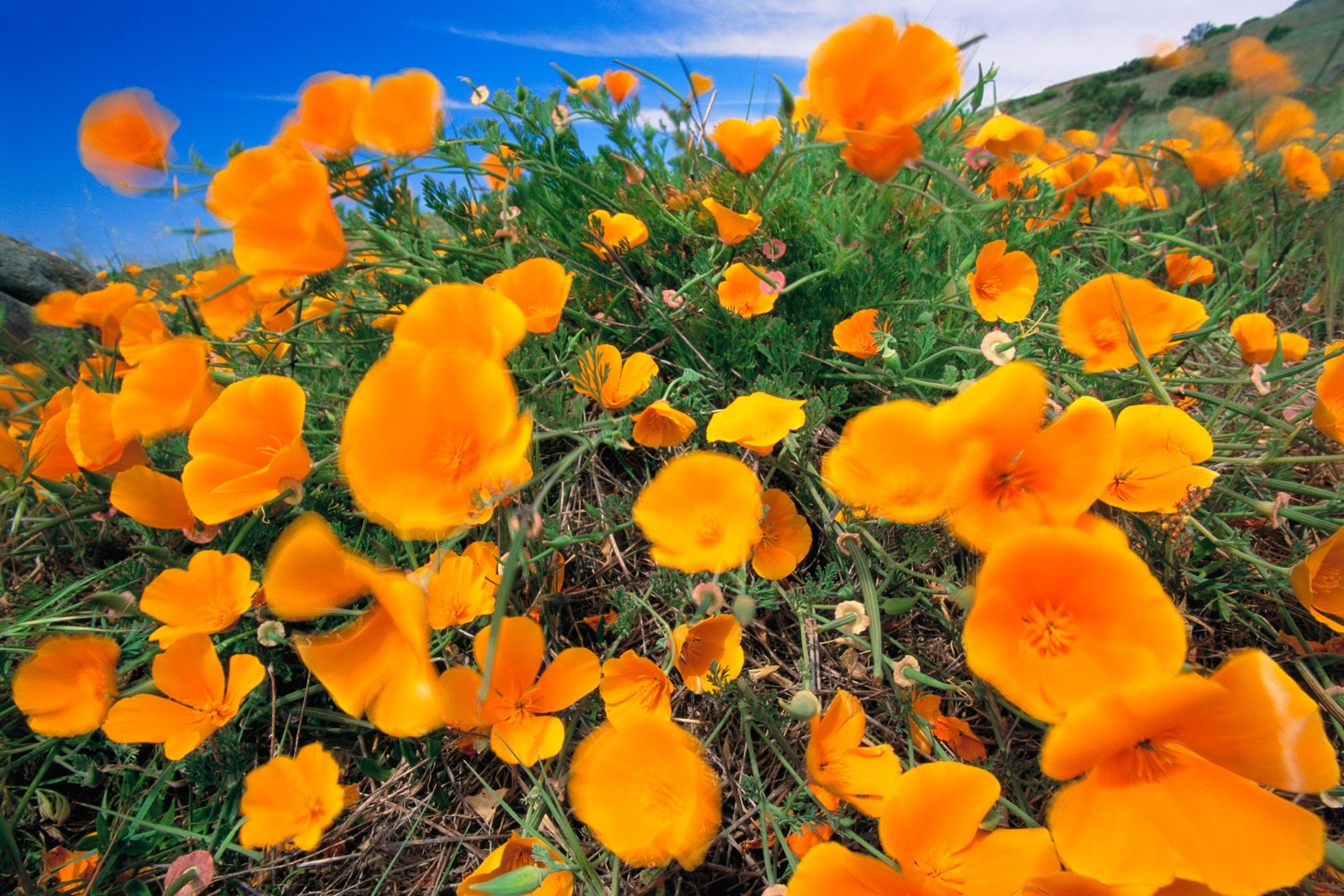 California poppies, Big Sur, California, USA