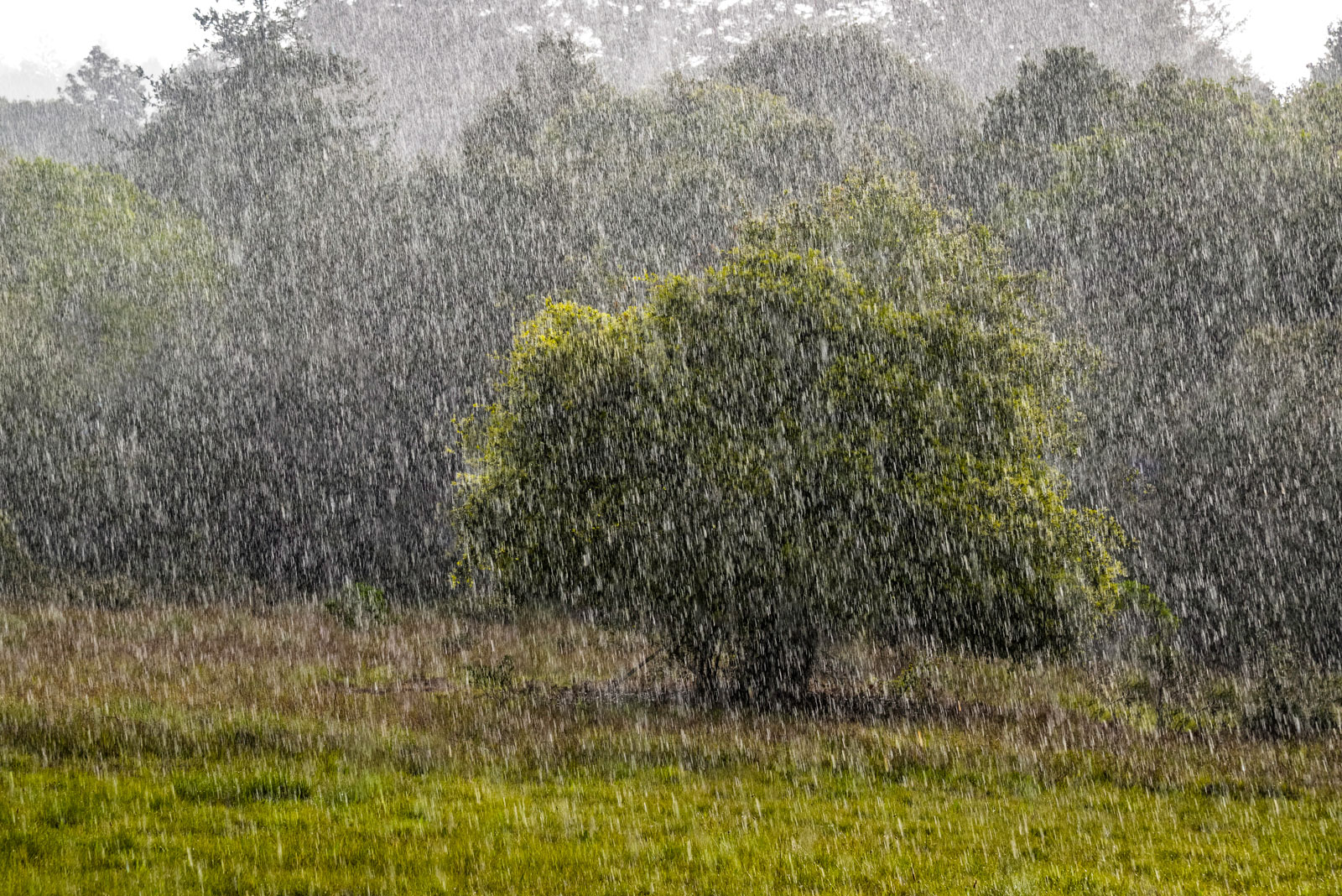 Rain on coastal meadow, Monterey Bay, Santa Cruz, California