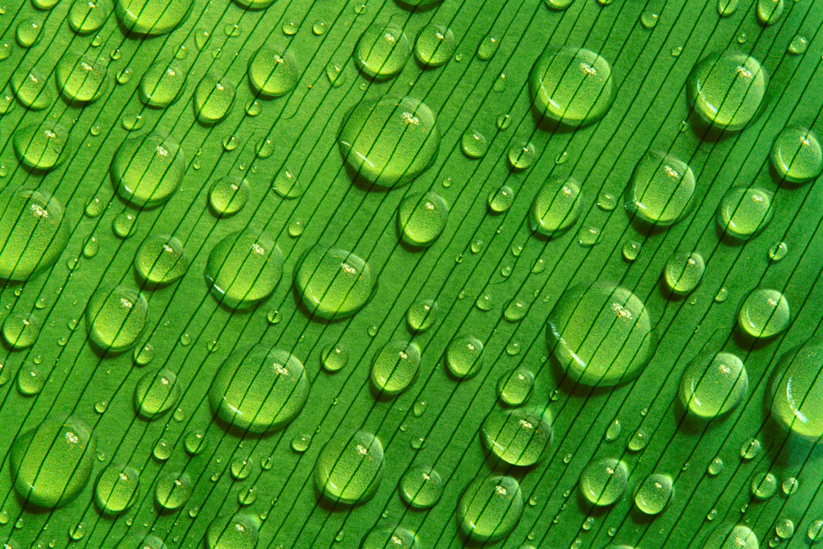 Raindrops on Leaf, Peru 1992